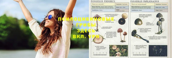 стаф Заводоуковск
